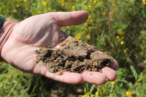 Sandy soil in the palm of someone's hand