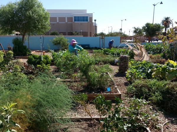 Raised bed garden with urban buildings in background