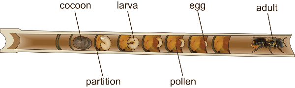 Tunnel showing cocoon, partitions, larva, pollen, egg, and adult.