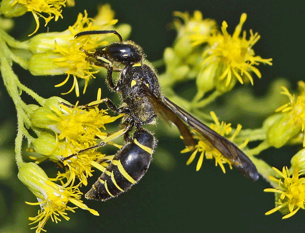 Black and yellow bee on small yellow flowers.