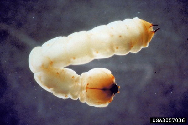 A cream-colored, segmented beetle larva with a large, flattened head and a pair of spines on its last abdominal segment.