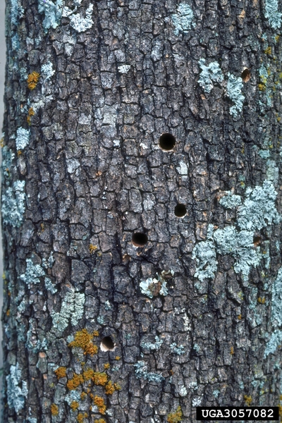 Bark with several round holes in it
