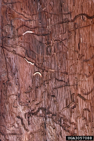 Winding tunnels etched in brown wood. Three long, cream-colored beetle larvae are lying on the wood.