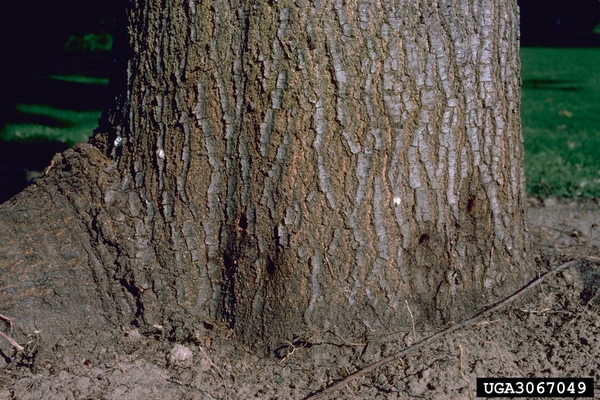 The base of an oak tree with bark swelling.