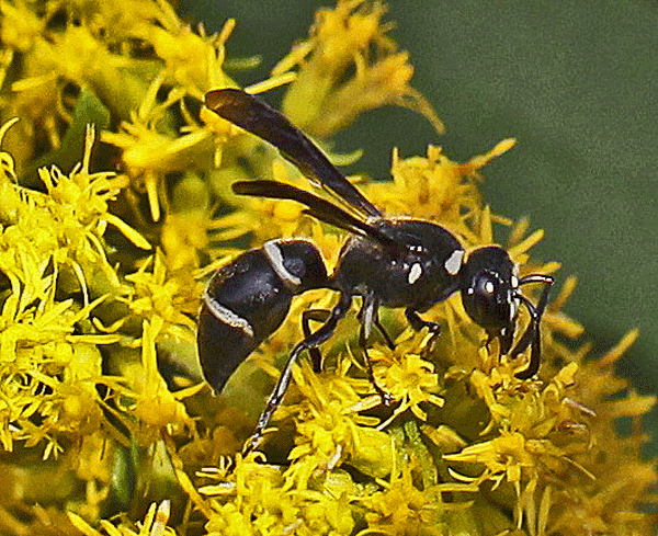 Black bee with white markings on small yellow flowers.