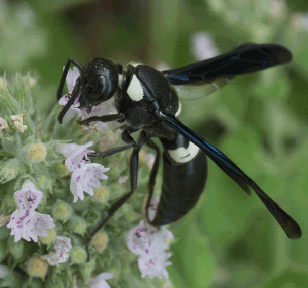 Black bee with white markings on tiny pinkish flowers.