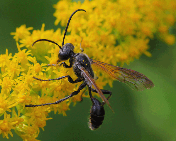 Slim black bee on small yellow flowers.