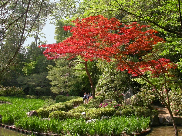 Japanese garden with bright red tree