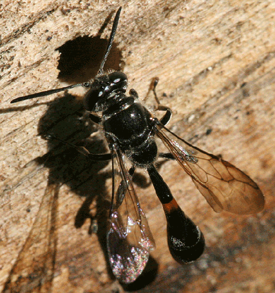 Black bee with slim abdomen on wood.