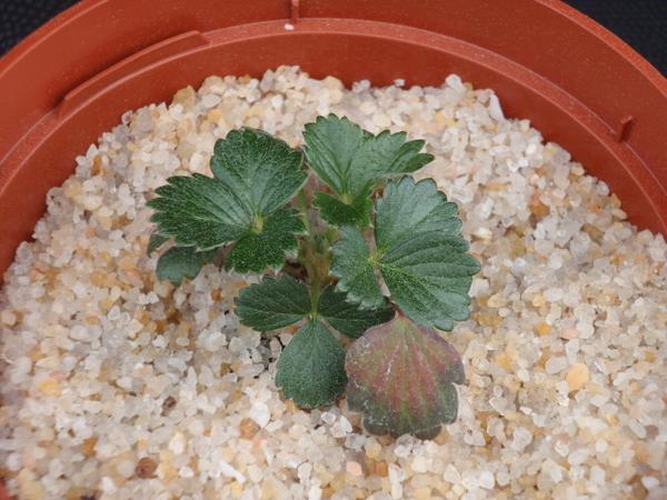 Red coloration of lower leaves due to phosphorus deficiency.