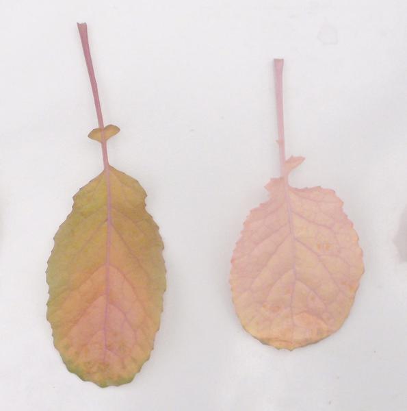 Photo of two pale pink leaves with nitrogen deficiency