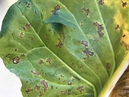 Irregular shaped lesions of downy mildew on mature broccoli