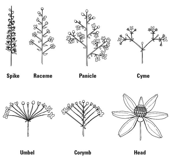 drawing of types of inflorescences.