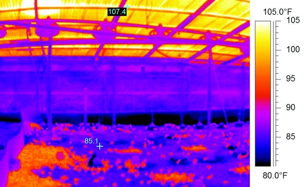 Infrared image of a group of turkeys, with warmer areas appearing yellow and white, and cooler areas appearing red-purple. A temperature scale from 80°F to 105°F is shown.