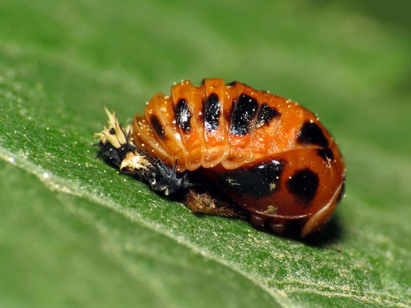 Lady beetle pupa that is reddish orange with black spots.