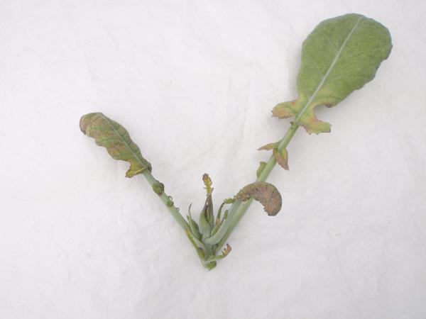 Photo of leaves with calcium deficiency
