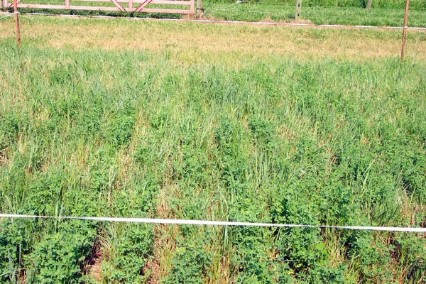 switchgrass with alfalfa