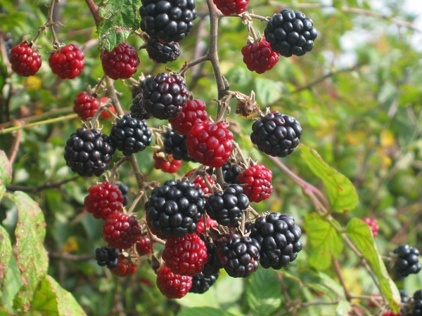 Ripened (black) and pre-ripened (red) blackberries on a blackberry bush