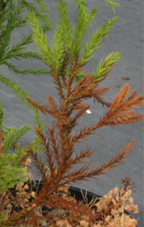 Diquat directed application to cryptomeria japonica.