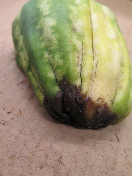 Symptoms of blossom end rot on watermelon.
