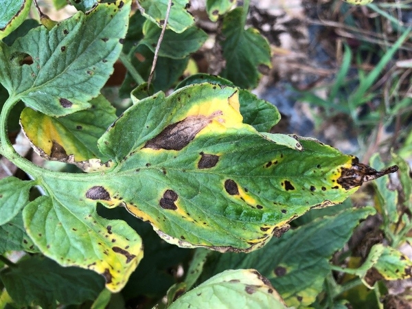 Lesions caused by early blight on tomato, a lookalike disease