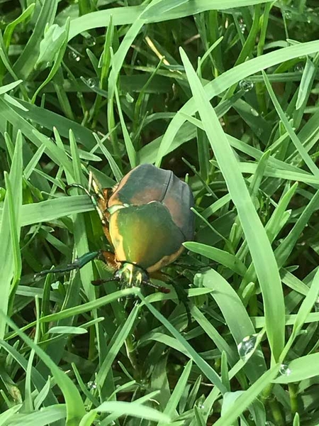 Top view of adult green June beetle crawling across turf.