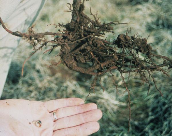 Figure 1. Grub feeding on tree roots.