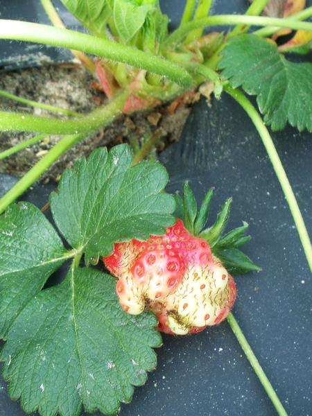 Strawberry fruit with deformed tip