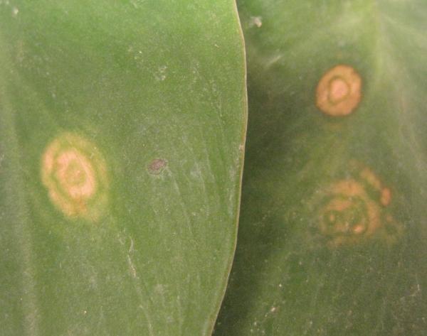 Circular yellow marks on leaves