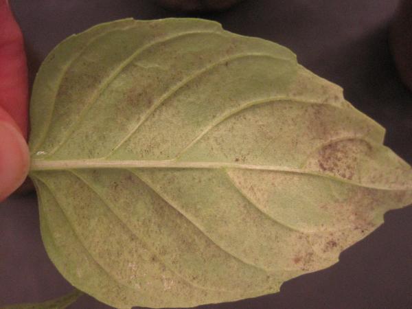 Basil leaf with discoloration