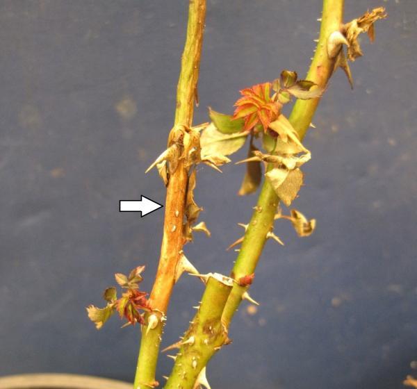 botrytis canker (dead area on wooded plant)