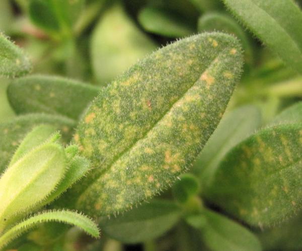 Calibrachoa leaf has yellow flecks