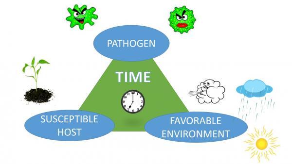 disease triangle