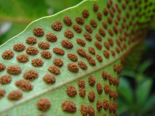 fern spores dotted along underside of leaf