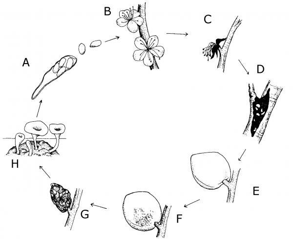 peach brown rot life cycle