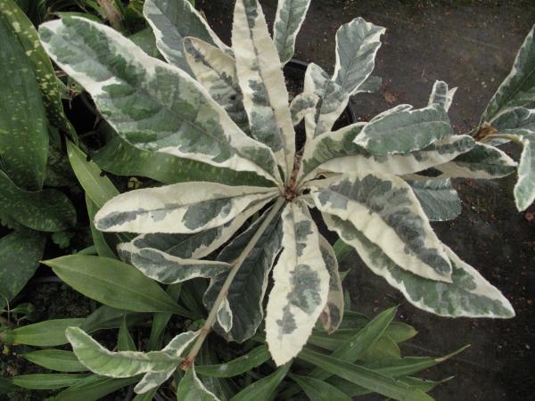 Plant with white coloration on leaves