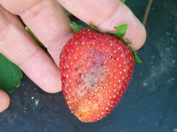 Strawberry fruit with discolored area on side