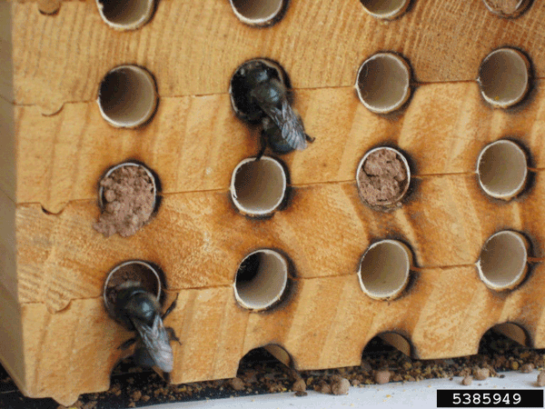 Bees at entrances to nesting tunnels formed with grooved boards.