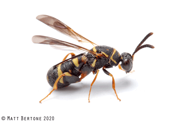 Black bee with yellow markings and ovipositor sheath on her back.