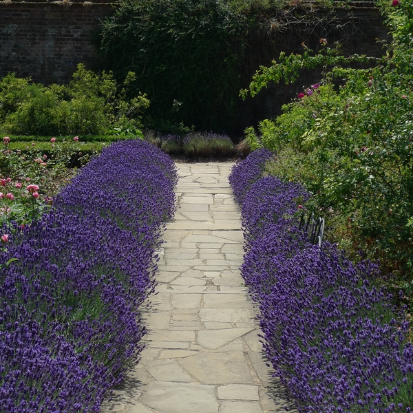 Stone path lined with dark purple lavender plants on each side