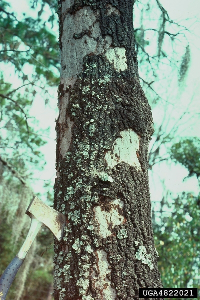 Tree trunk covered in gray smooth patches where bark is removed.