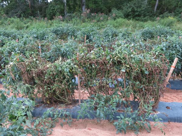 Field tomato plants with brown vines