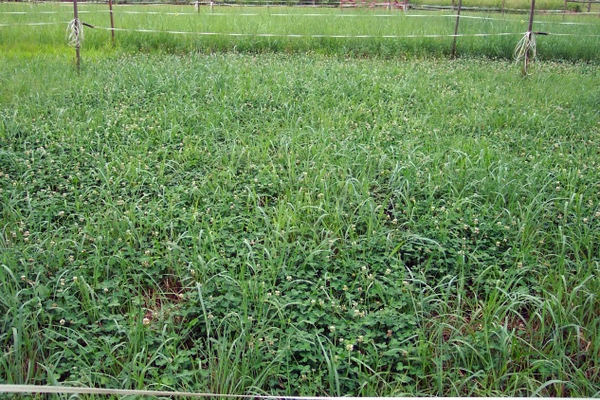 switchgrass with white clover
