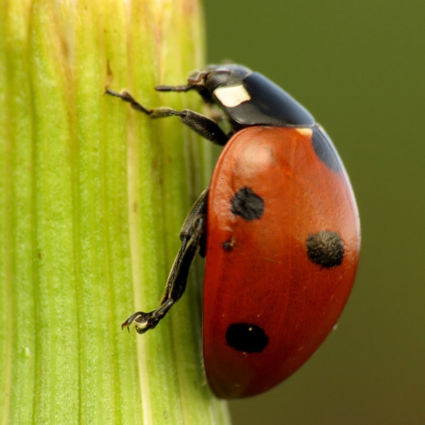 An adult lady beetle with red and black markings.