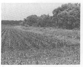 Black and white photo of dense vegetation to the right of crop field