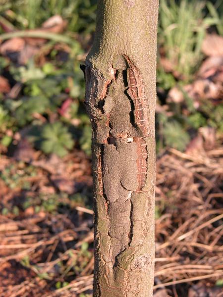 stem canker on dogwood caused by paraquat