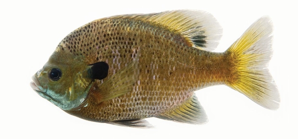 Side view of a bluegill on a white background
