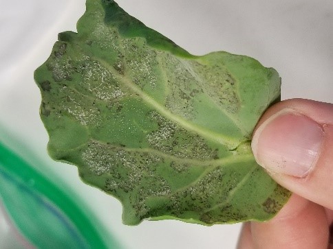 Sporulation of the downy mildew pathogen on an immature kale