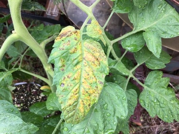 Leaf chlorosis and spotting caed by infection with TSWV