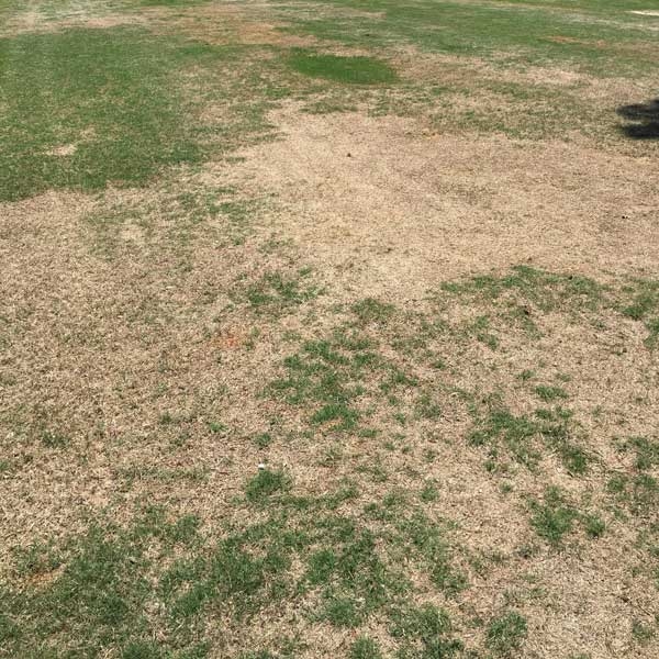 Section of lawn with mostly dead turf. Some patches of living green grass are visible.